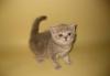 Превью Шотландские вислоухие и прямоухие котята Москва - 4