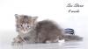 Превью Котята мейн кун, нежный гигант Москва - 4