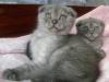 Превью Шотландские котята вислоухие, страйты и хайленды Москва - 2