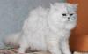Превью Котёнок персидский Москва - 2