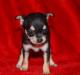 Превью Малышка с шок геном Москва - 1
