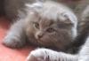 Превью Продаю котят скоттиш фолд Москва - 3