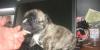 Превью Детки французика Москва - 3