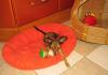 Превью Ушастое чудо - щенок д/ш тойчика девочка Санкт-Петербург - 4