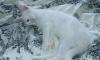 Превью Котенок в дар Москва - 4