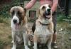 Щенки-среднеазеатской овчарки "алабай" превью 1072394.