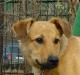 Помогите спасти щенка Ищем хозяев превью 1073380.