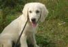 Голдены классные озорные щенки 3 месяца превью 1073676.