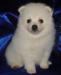 Белоснежный немецкий шпиц превью 1074155.