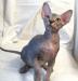 Кошечка Канадского сфинкса превью 1074267.