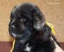 Щенки ньюфаундленда - черные превью 1074844.