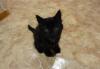 Превью Котенок девочка 1,5-2 мес отдам в добрые руки Тольятти - 1