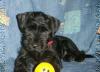 Миттельшнауцер черного окраса, щенки превью 1075995.