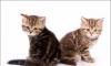 Британские мраморные котята. Летние цены превью 1077007.
