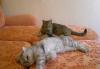 Превью Продаю британских короткошерстных котят Пермь - 3