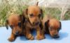 Щенки таксы кроличьей г/ш превью 1078281.