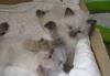 Продажа котят превью 1078284.