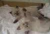 Превью Продажа котят Набережные Челны - 2