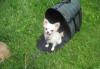 Превью Девочка чихуа-хуа Санкт-Петербург - 3