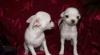 Чихуахуа щенки превью 1079329.