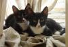 Отдам двух котят - котиков превью 1079387.