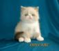 Продажа экзотических короткошерстных котят. Питомн превью 1079442.