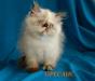 Превью Продажа персидских котят. Питомник оресанс Москва - 1