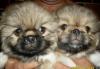 Продаются щенки пекинеса превью 1079754.