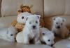 Вест Хайленд Уайт Терьер щенки превью 1079880.