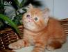 Экзотические котята различных окрасов превью 1079961.