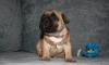 Щенки французского бульдога превью 1080017.