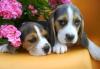 Бигль-щенки превью 1080083.