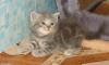 Британские плюшевые котятки превью 1081180.