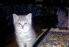 Котенок в дар(девочка превью 1081193.
