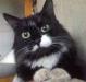 Мэри  кошечка, черная с белыми лапками, грудкой превью 1081263.