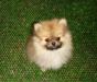 Шпицы померанские 3 мес превью 1081583.