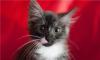 В дар 3-мес. серый с белыми пятнышками котенок превью 1080266.