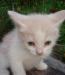 Превью Котеночек (кошка, котенок) в добрые руки Москва - 1