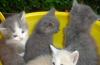 Превью Котеночек (кошка, котенок) в добрые руки Москва - 2