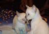 Превью Тайские котята окрас сил-пойнт Москва - 2