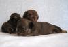 Чихуахуа -  шоколадно-тигровые  малыши превью 1082899.