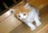 Котенок превью 1082919.
