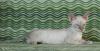 Превью Котята корниш рекс Санкт-Петербург - 2