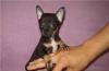 Щеночки-уголёчки  чихуахуа-недорого превью 1080378.