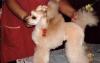 Продаём щенков той-пудель превью 1083101.
