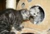 Шотландские котята превью 1083153.