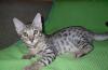 Бенгальские котята превью 1083525.