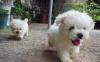 Мальтезе щенки превью 1080404.