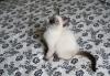 Превью Тайские котята окрас сил-пойнт Москва - 2