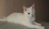 Котенок в дар превью 1084365.